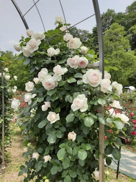 ぎふワールド・ローズガーデンに投稿された画像（2025/5/19）