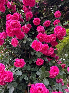 京成バラ園に投稿された画像（2025/5/19）