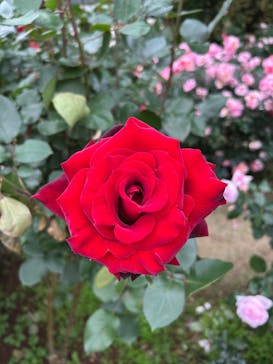 京成バラ園に投稿された画像（2025/5/19）