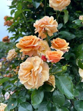 京成バラ園に投稿された画像（2025/5/19）