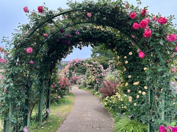 京成バラ園に投稿された画像（2025/5/19）