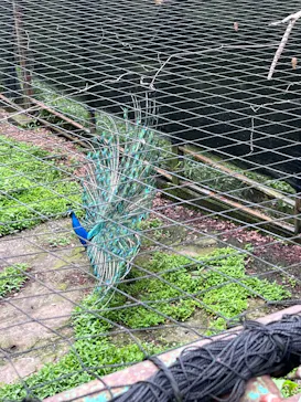 多摩動物公園に投稿された画像（2025/5/19）