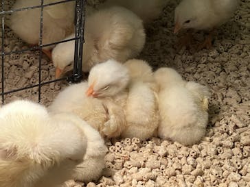 Moff animal cafe イオンモール幕張新都心店に投稿された画像（2025/5/19）