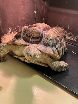 Moff animal cafe イオンモール幕張新都心店に投稿された画像（2025/5/19）