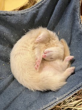 Moff animal cafe イオンモール幕張新都心店に投稿された画像（2025/5/19）