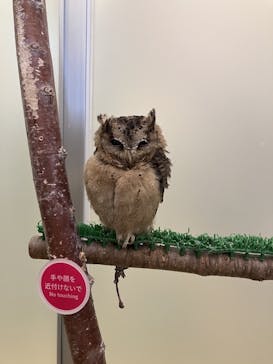 Moff animal cafe イオンモール幕張新都心店に投稿された画像（2025/5/19）
