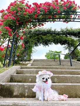 いばらきフラワーパークに投稿された画像（2025/5/19）