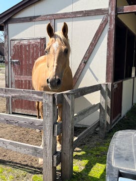 ノーザンホースパークに投稿された画像（2025/5/19）