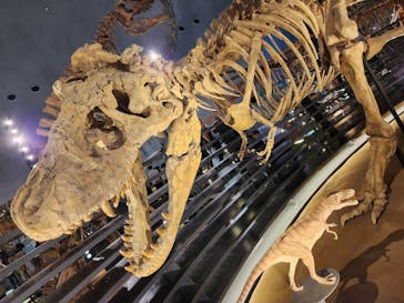 福井県立恐竜博物館に投稿された画像（2025/5/19）