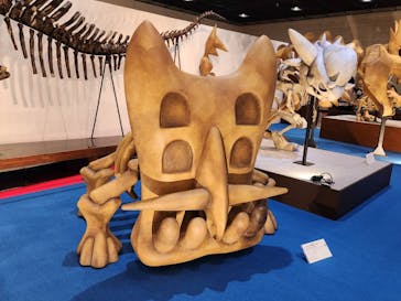 福井県立恐竜博物館に投稿された画像（2025/5/19）