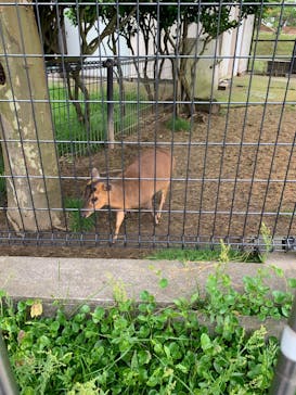 秋田市大森山動物園に投稿された画像（2025/5/19）
