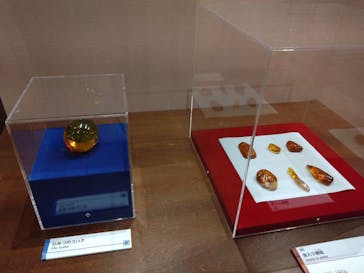 福井県立恐竜博物館に投稿された画像（2025/5/19）