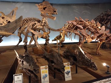 福井県立恐竜博物館に投稿された画像（2025/5/19）
