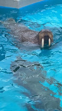 鴨川シーワールドに投稿された画像（2025/5/19）