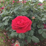 京成バラ園に投稿された画像（2025/5/19）