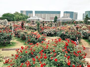 京成バラ園に投稿された画像（2025/5/19）