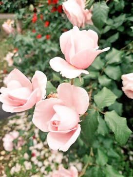 京成バラ園に投稿された画像（2025/5/19）