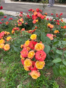 万博記念公園に投稿された画像（2025/5/19）