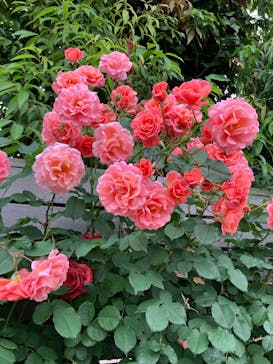 横浜イングリッシュガーデンに投稿された画像（2025/5/19）