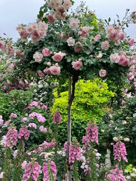 横浜イングリッシュガーデンに投稿された画像（2025/5/19）