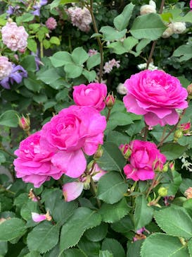 横浜イングリッシュガーデンに投稿された画像（2025/5/19）