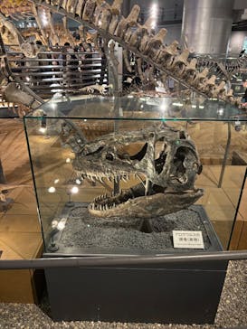 福井県立恐竜博物館に投稿された画像（2025/5/19）
