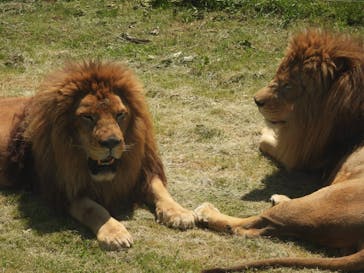 岩手サファリパークに投稿された画像（2025/5/19）