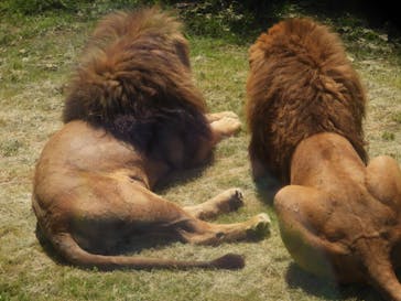 岩手サファリパークに投稿された画像（2025/5/19）