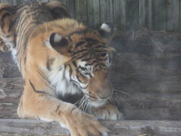 岩手サファリパークに投稿された画像（2025/5/19）