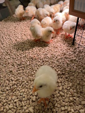 Moff animal cafe イオンモール幕張新都心店に投稿された画像（2025/5/19）