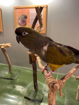 Moff animal cafe イオンモール幕張新都心店に投稿された画像（2025/5/19）