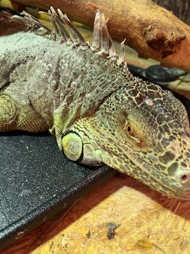 Moff animal cafe イオンモール幕張新都心店に投稿された画像（2025/5/19）