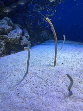 新江ノ島水族館に投稿された画像（2025/5/19）