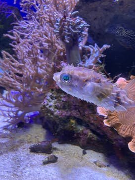 新江ノ島水族館に投稿された画像（2025/5/19）