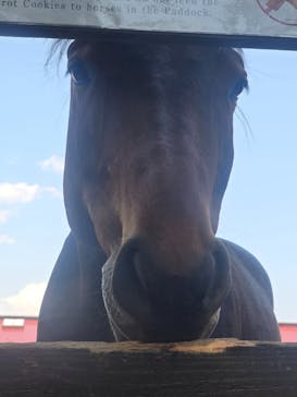 ノーザンホースパークに投稿された画像（2025/5/19）