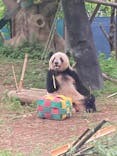 恩賜上野動物園に投稿された画像（2025/5/19）