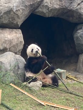 恩賜上野動物園に投稿された画像（2025/5/19）