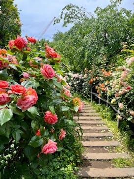 横浜イングリッシュガーデンに投稿された画像（2025/5/19）