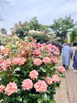 横浜イングリッシュガーデンに投稿された画像（2025/5/19）