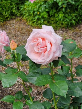 ぎふワールド・ローズガーデンに投稿された画像（2025/5/19）