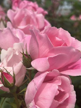 ぎふワールド・ローズガーデンに投稿された画像（2025/5/19）