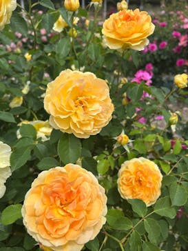 ぎふワールド・ローズガーデンに投稿された画像（2025/5/19）