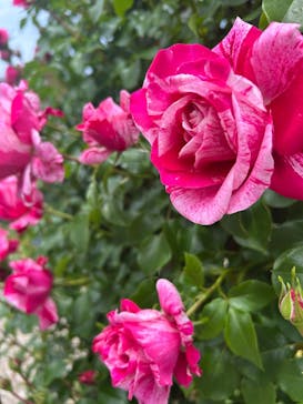 ぎふワールド・ローズガーデンに投稿された画像（2025/5/19）