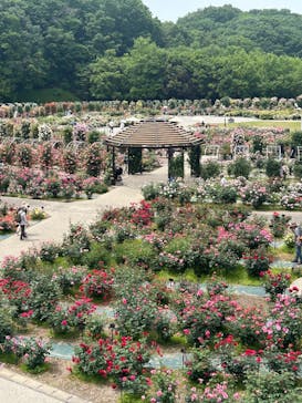 ぎふワールド・ローズガーデンに投稿された画像（2025/5/19）