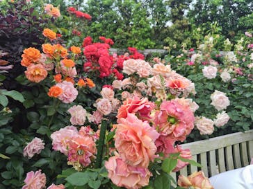 横浜イングリッシュガーデンに投稿された画像（2025/5/19）