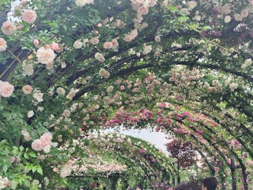 横浜イングリッシュガーデンに投稿された画像（2025/5/19）