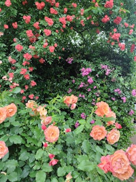 横浜イングリッシュガーデンに投稿された画像（2025/5/19）