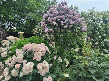 横浜イングリッシュガーデンに投稿された画像（2025/5/19）