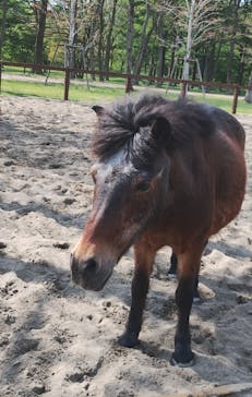 ノーザンホースパークに投稿された画像（2025/5/19）