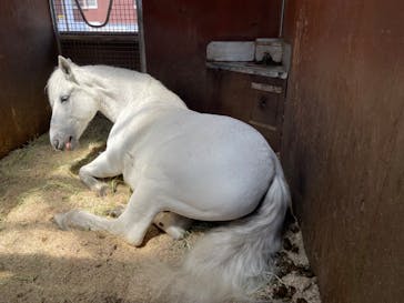 ノーザンホースパークに投稿された画像（2025/5/19）